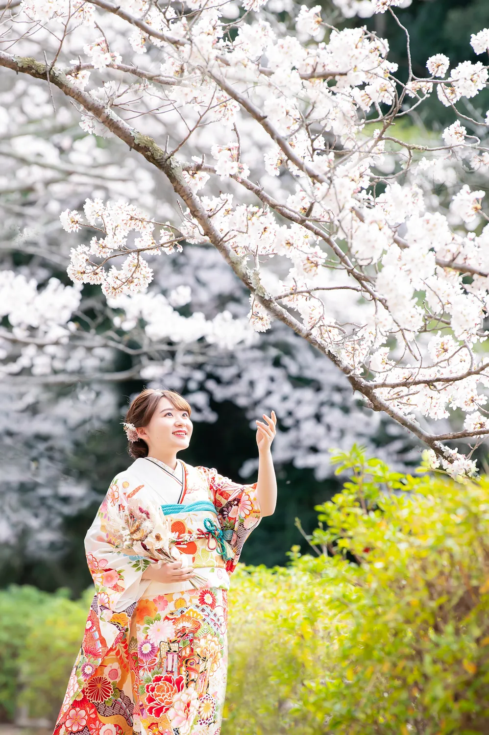 芝生公園で、満開の桜の下で振袖を着た女性